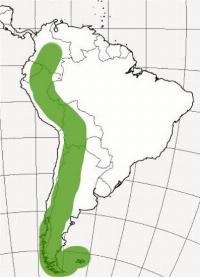 Lilaeopsis_macloviana_-_040d_distribution_large.jpg