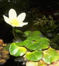 Ludwigia_helminthorrhiza_-_ludwigia_helminthorrhiza_large.jpg