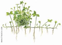 Marsilea_hirsuta_-_artbeskrivning.jpg