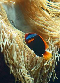 Loro Parque, Teneriffa-20