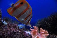 Loro Parque, Teneriffa-29