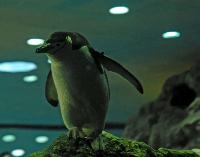 Loro Parque, Teneriffa-35