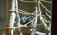 Loro Parque, Teneriffa-62