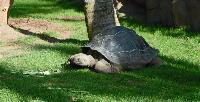 Loro Parque, Teneriffa-68