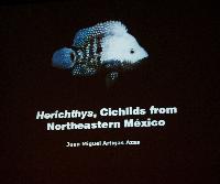 Söndag - Juan M.A. Azas/Herichthys-the northeastern Mexico cichlids