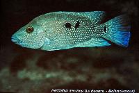 Söndag - Juan M.A. Azas/Herichthys-the northeastern Mexico cichlids