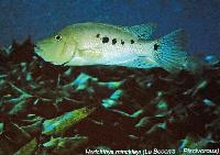 Söndag - Juan M.A. Azas/Herichthys-the northeastern Mexico cichlids