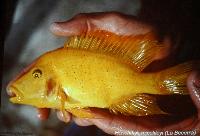 Söndag - Juan M.A. Azas/Herichthys-the northeastern Mexico cichlids