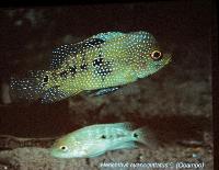 Söndag - Juan M.A. Azas/Herichthys-the northeastern Mexico cichlids