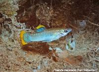 Söndag - Juan M.A. Azas/Herichthys-the northeastern Mexico cichlids