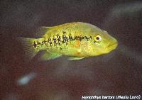 Söndag - Juan M.A. Azas/Herichthys-the northeastern Mexico cichlids