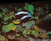 Söndag - Juan M.A. Azas/Herichthys-the northeastern Mexico cichlids