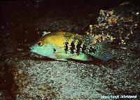 Söndag - Juan M.A. Azas/Herichthys-the northeastern Mexico cichlids