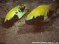 Söndag - Juan M.A. Azas/Herichthys-the northeastern Mexico cichlids