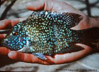 Söndag - Juan M.A. Azas/Herichthys-the northeastern Mexico cichlids