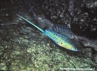 Söndag - Juan M.A. Azas/Herichthys-the northeastern Mexico cichlids