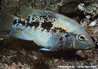 Söndag - Juan M.A. Azas/Herichthys-the northeastern Mexico cichlids