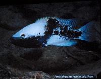 Söndag - Juan M.A. Azas/Herichthys-the northeastern Mexico cichlids