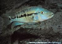 Söndag - Juan M.A. Azas/Herichthys-the northeastern Mexico cichlids