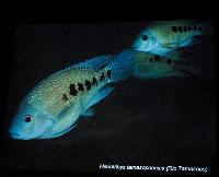 Söndag - Juan M.A. Azas/Herichthys-the northeastern Mexico cichlids