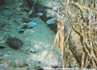 Söndag - Juan M.A. Azas/Herichthys-the northeastern Mexico cichlids