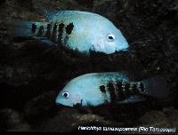 Söndag - Juan M.A. Azas/Herichthys-the northeastern Mexico cichlids