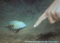 Söndag - Juan M.A. Azas/Herichthys-the northeastern Mexico cichlids