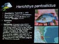 Söndag - Juan M.A. Azas/Herichthys-the northeastern Mexico cichlids