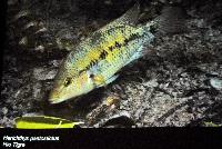 Söndag - Juan M.A. Azas/Herichthys-the northeastern Mexico cichlids