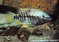 Söndag - Juan M.A. Azas/Herichthys-the northeastern Mexico cichlids