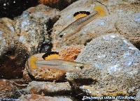 Söndag - Juan M.A. Azas/Herichthys-the northeastern Mexico cichlids