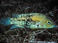 Söndag - Juan M.A. Azas/Herichthys-the northeastern Mexico cichlids