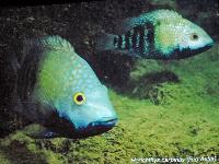 Söndag - Juan M.A. Azas/Herichthys - the northeastern Mexico cichlids