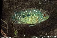 Söndag - Juan M.A. Azas/Herichthys - the northeastern Mexico cichlids