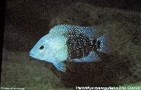 Söndag - Juan M.A. Azas/Herichthys - the northeastern Mexico cichlids