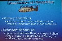 Lördag dagtid - Juan Miguel Artigas Azas/Central American Reophilus Cichlids