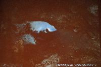 Lördag dagtid - Juan Miguel Artigas Azas/Central American Reophilus Cichlids