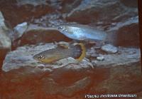 Lördag dagtid - Juan Miguel Artigas Azas/Central American Reophilus Cichlids