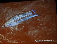 Lördag dagtid - Juan Miguel Artigas Azas/Central American Reophilus Cichlids