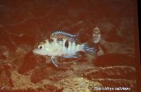 Lördag dagtid - Juan Miguel Artigas Azas/Central American Reophilus Cichlids