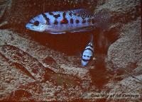 Lördag dagtid - Juan Miguel Artigas Azas/Central American Reophilus Cichlids