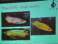 Fredag - Dick Au. Asian Fascination: The Ornamental Fish Hobby