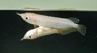 Arowana - siamesiska tvillingar