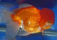 A-T_vling-Guldfisk_-_Oranda-1a-4.jpg