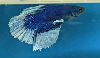 A-T_vling_-_Betta-Halfmoon_-_ClassA9-1a-2.jpg