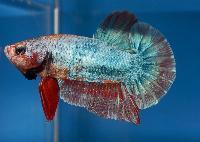 Tävling Betta Plakat Class13 Grand Champion