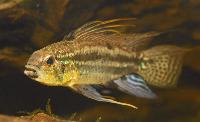 Zierfische & Aquarium, 2007 - Apistogramma bitaeniata