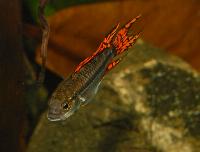 Zierfische & Aquarium, 2007 - Apistogramma cacatuoides