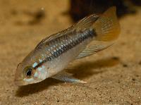 Zierfische & Aquarium, 2007 - Apistogramma eunotus