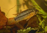 Zierfische & Aquarium, 2007 - Apistogramma sp. vielfleck